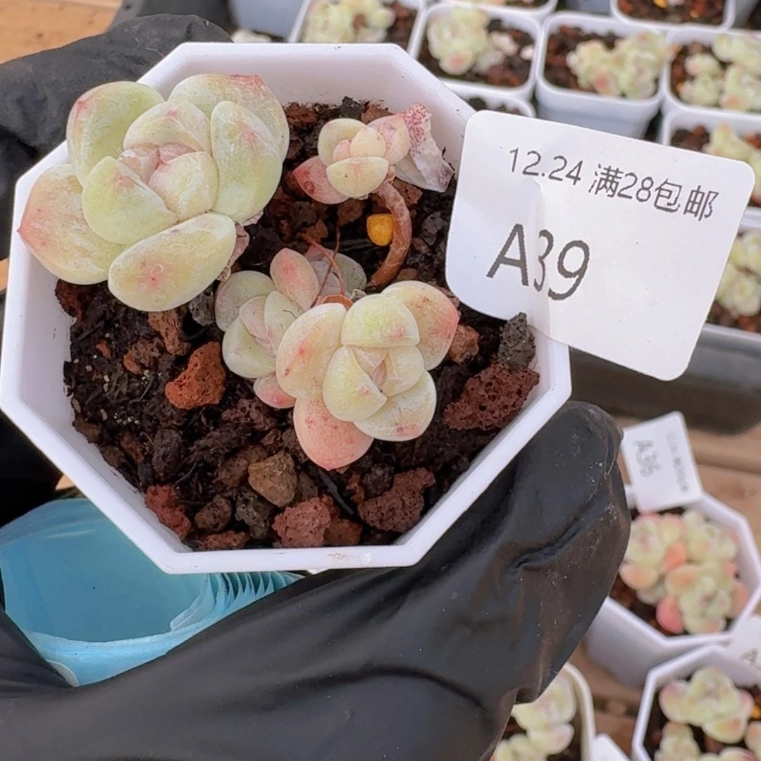 5头糖心一颗脱土发货