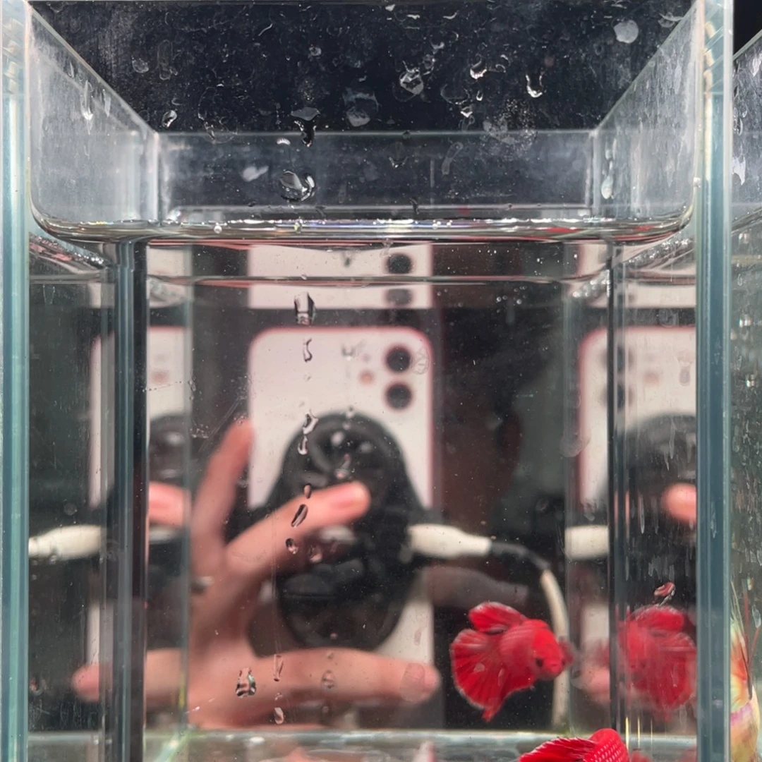 斗鱼印尼精品斗鱼100