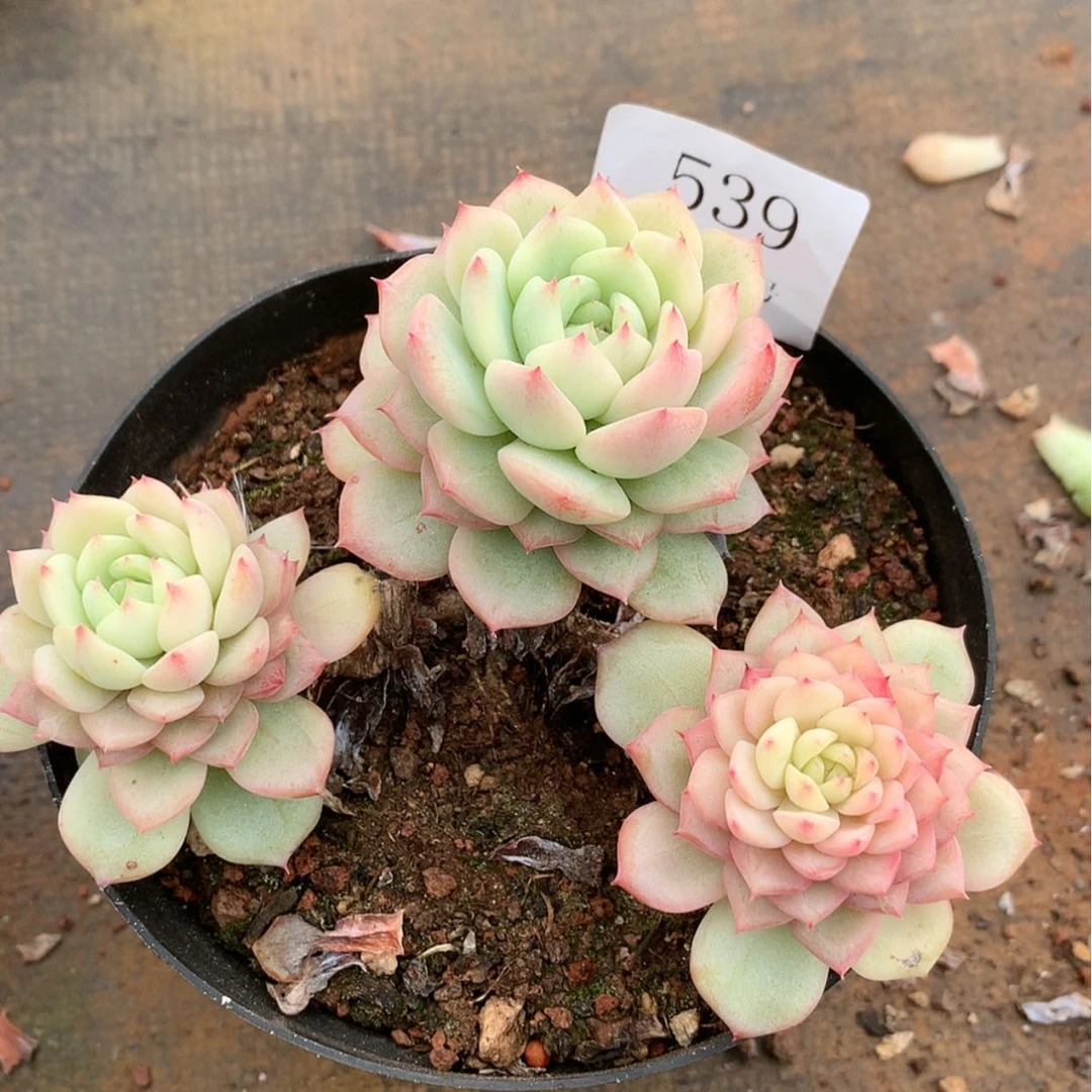 【闪购商品】家云539