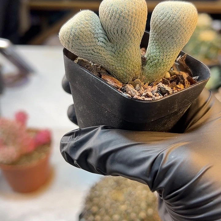 3号自根小人帽子6公分