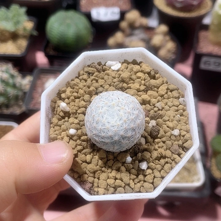 279百鸟仙人球植物