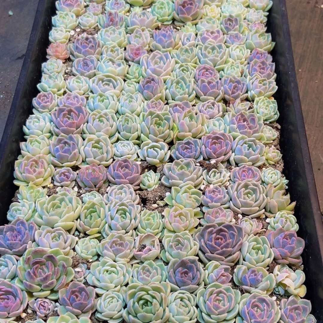 632多肉的小龙虾和一个