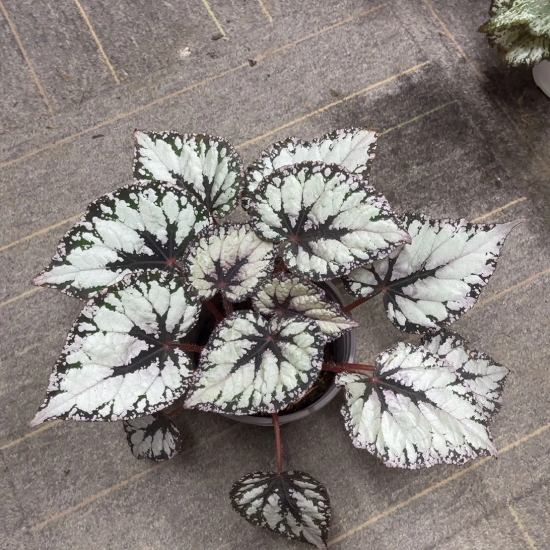 无花朵泰国杂菜 银蝶