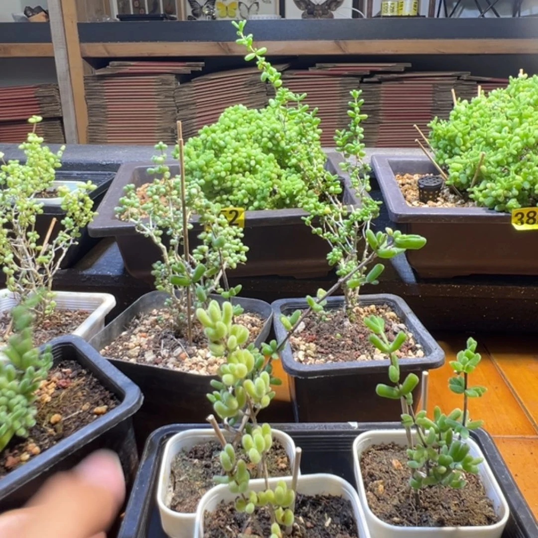 枝干番杏多肉植物406