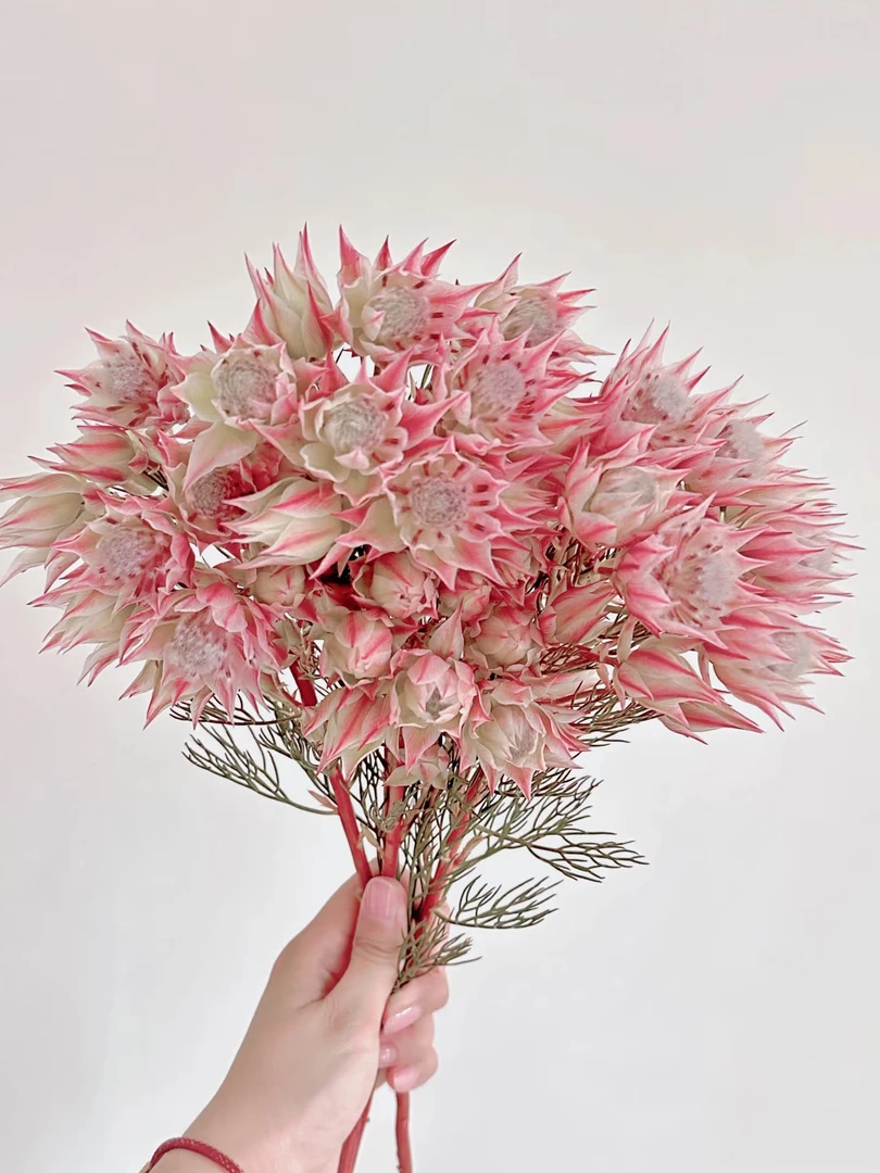 【源头一手价】新娘花 南非花材 稀有高端可做干花鲜花直发家养水养