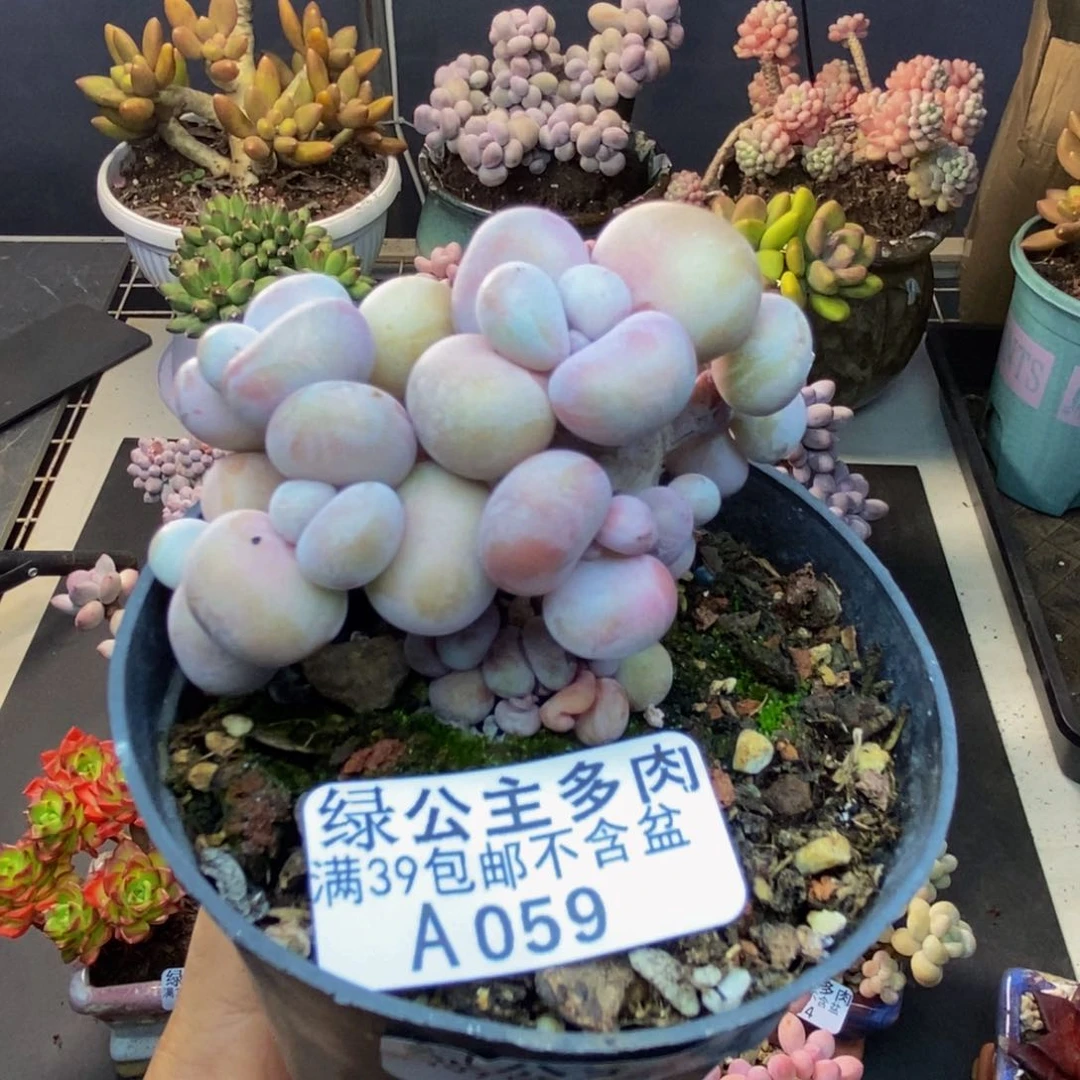 059腰子桃蛋多肉有砍