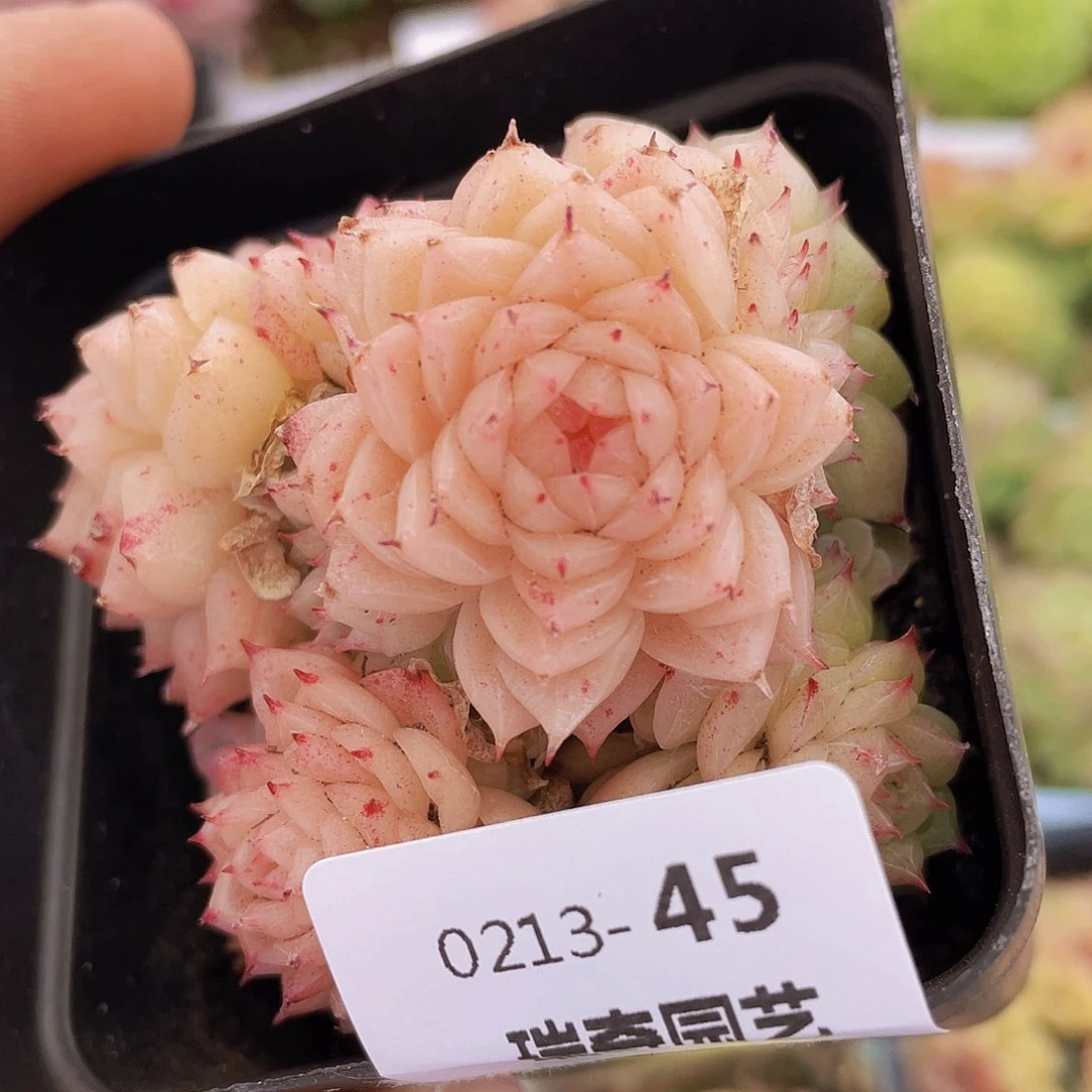 00000000000045量拍