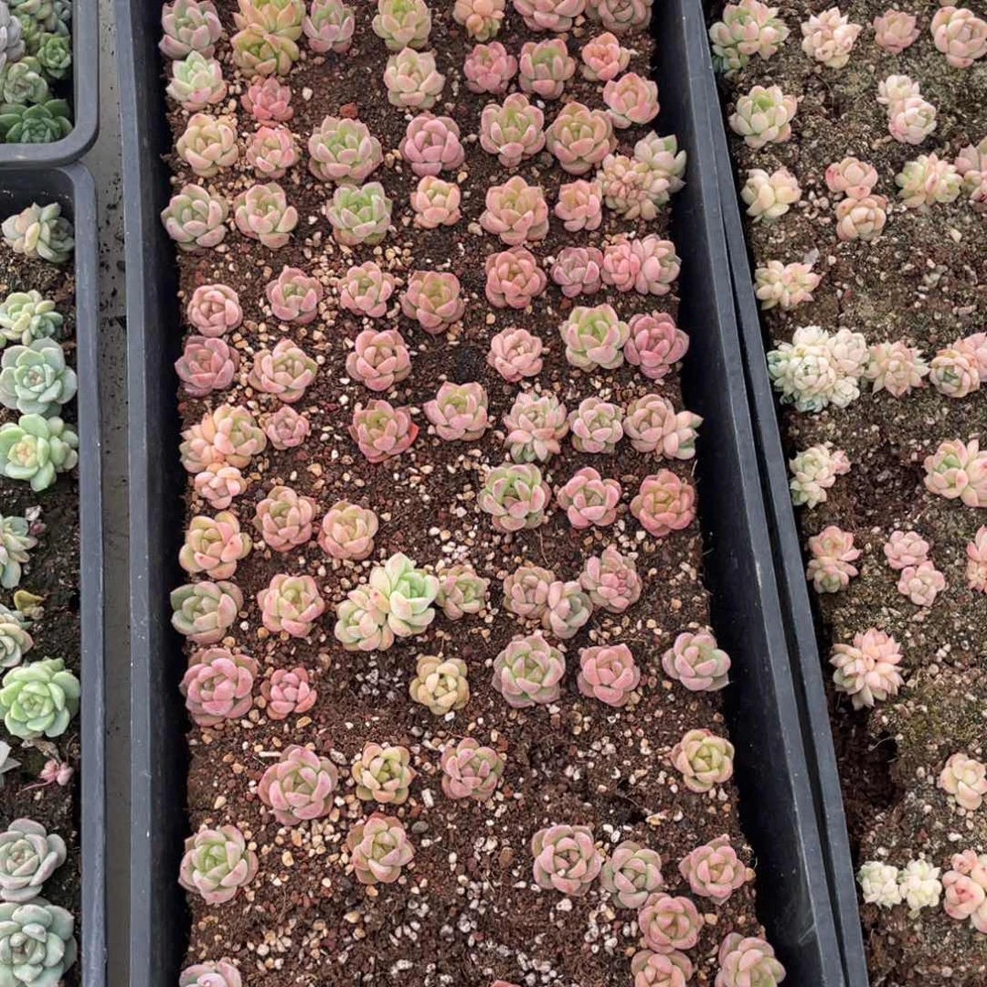 云糖心多肉植物357