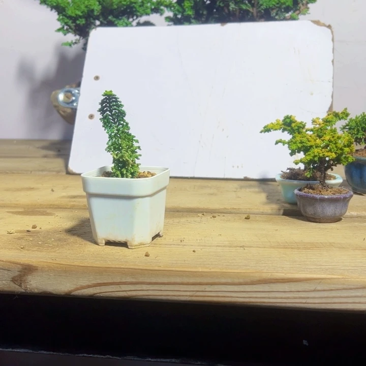游***者无花朵初雪。