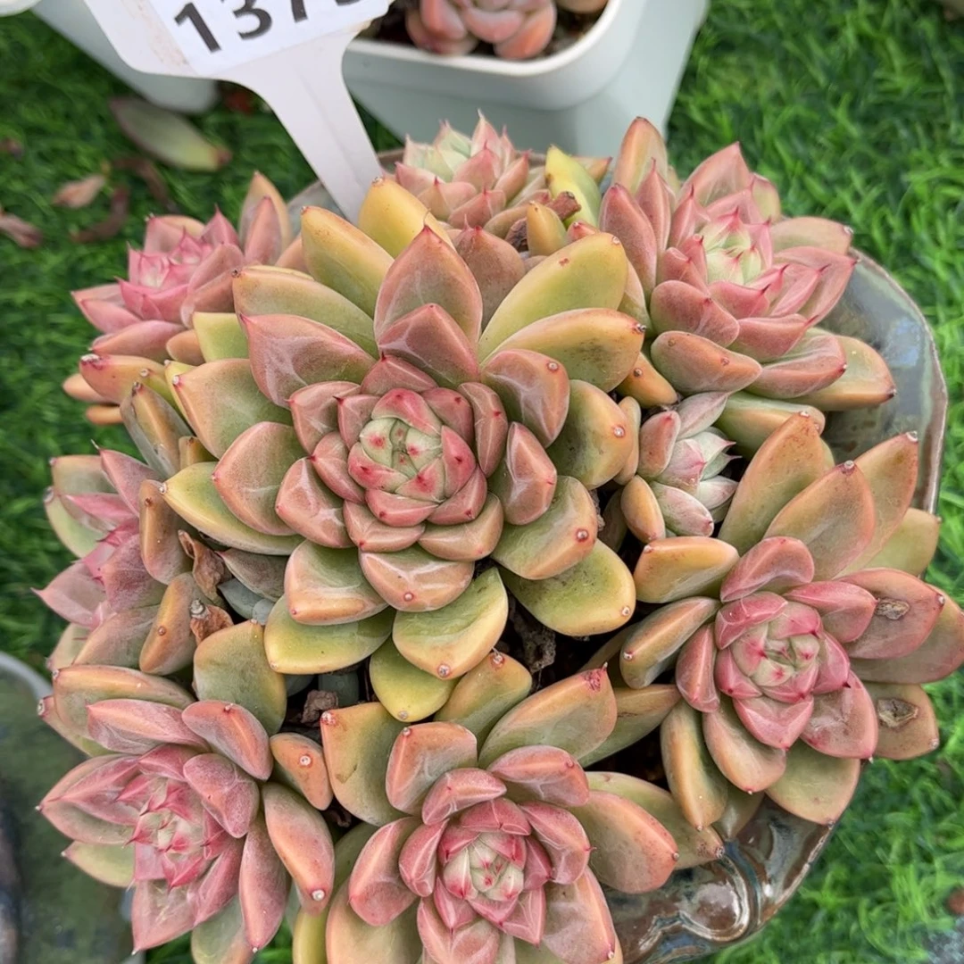 摘****多肉植物1373 满30包邮