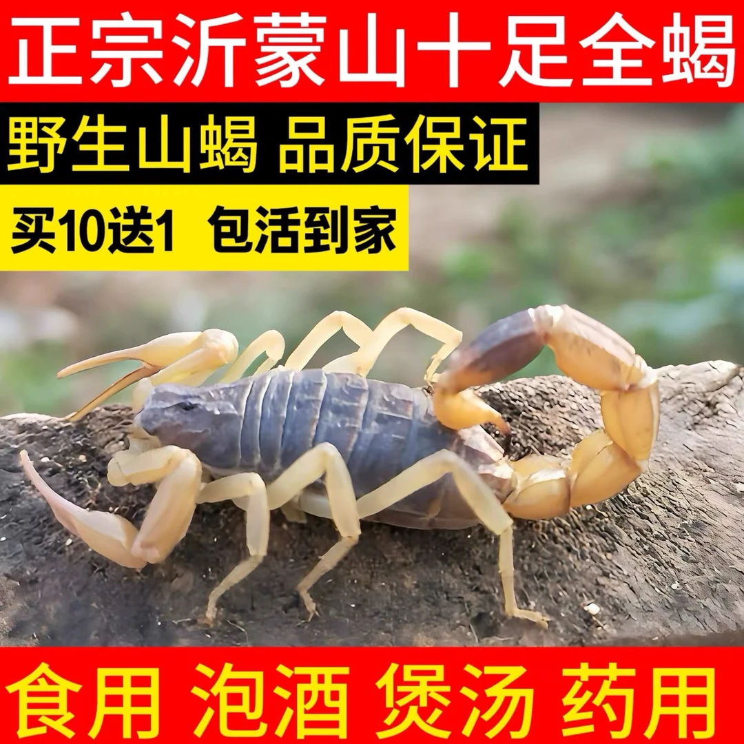 正宗沂蒙蝎子活体野性十足可煲汤入药油炸泡酒食用包邮