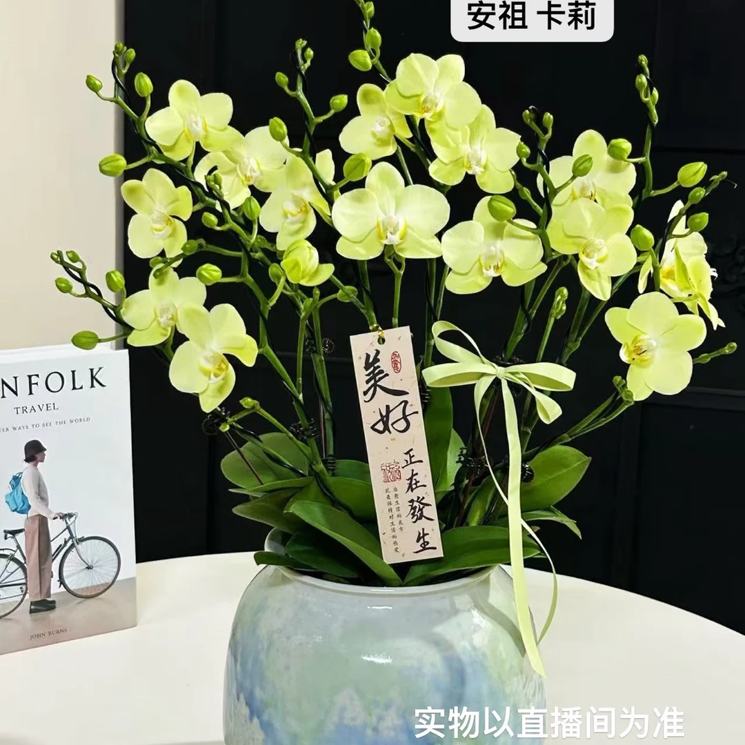 绿色系【卡莉】欧品室内桌面好养易活花卉