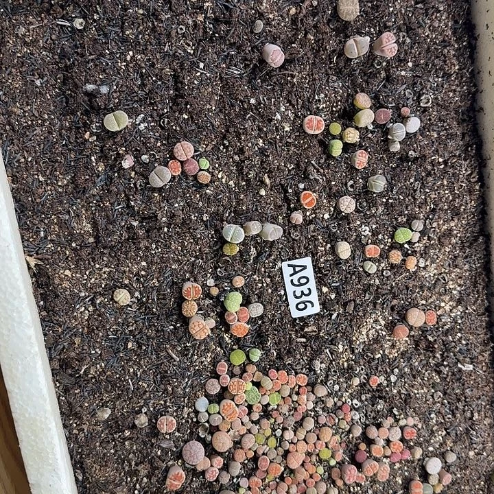 生936石花整筐脱土发货