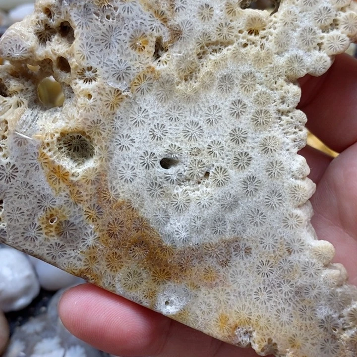 颈饰未镶嵌硅化珊瑚（珊瑚玉）