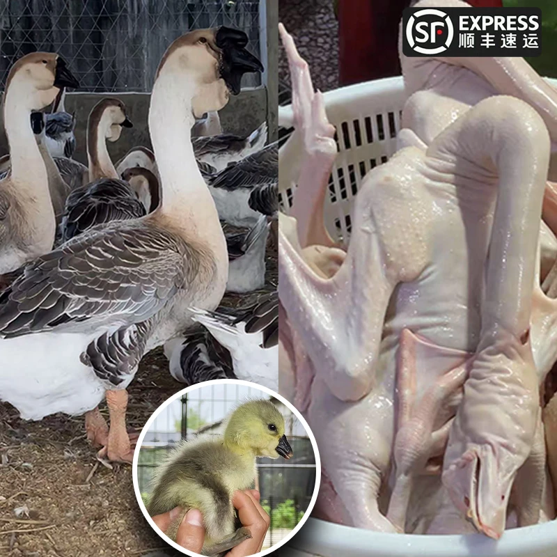 【3两左右】纯种大种鲜美狮头鹅肉 鹅肉 顺丰包邮