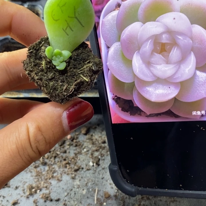 白透财富hy芽苗一个多肉