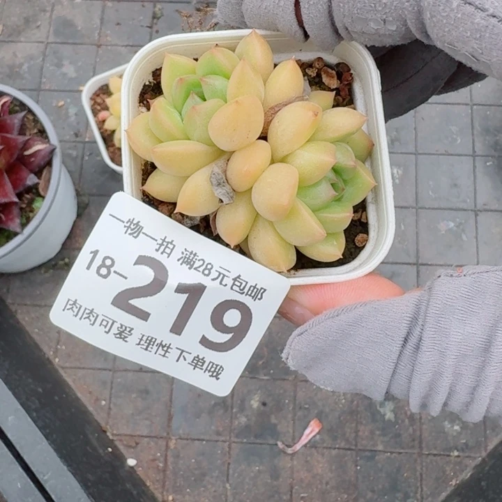 梦龙多肉无盆土发货多肉多