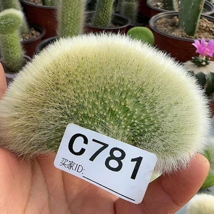 叶****i九尾狐缀化一个781