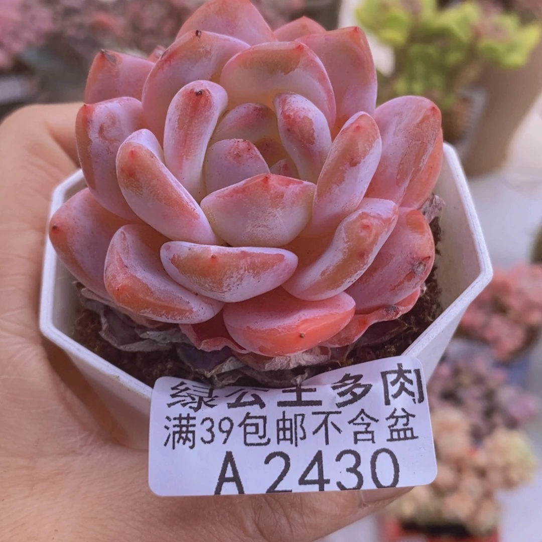 雪糕6cm2430多肉植物