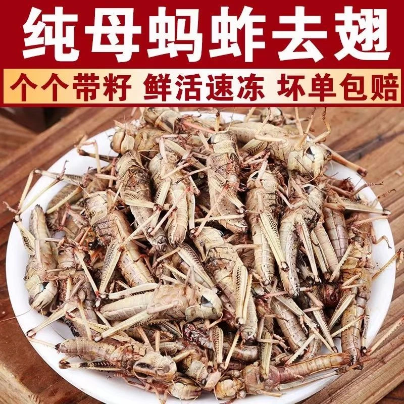 新鲜去翅带籽母蚂蚱蝗虫蚱蜢烧烤干炸高蛋白酒店商用批发