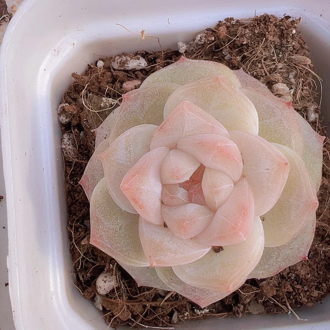 冰钻19包邮多肉植物