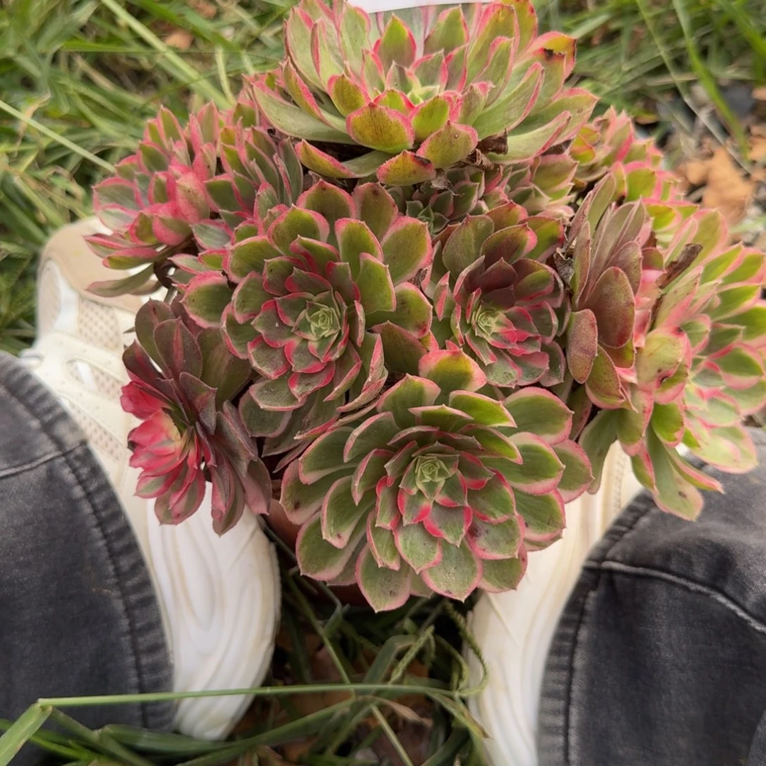 056孔雀翎。多肉植物