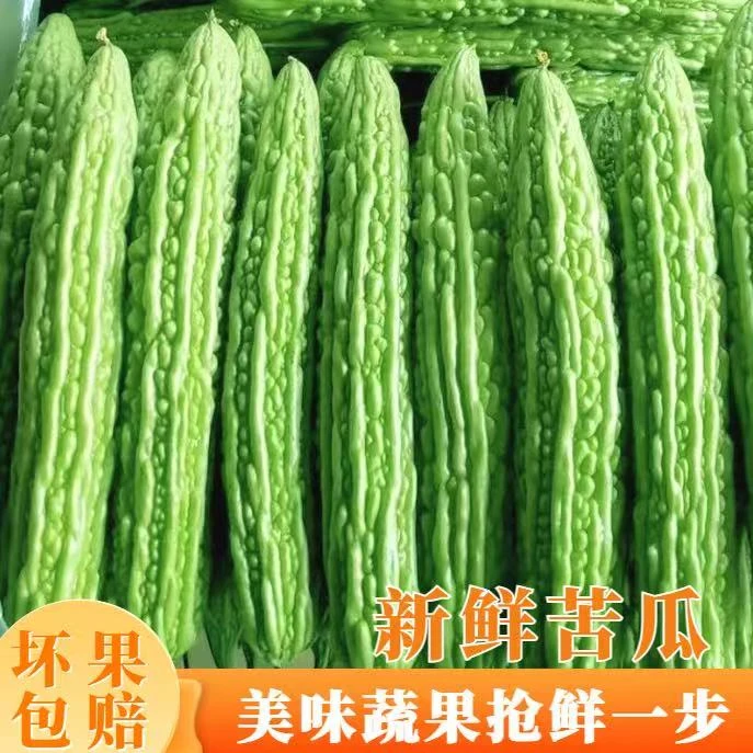 【优鲁蔬菜甄选】鲜蔬菜农家自种苦瓜现摘现发鲜苦瓜产地直销1