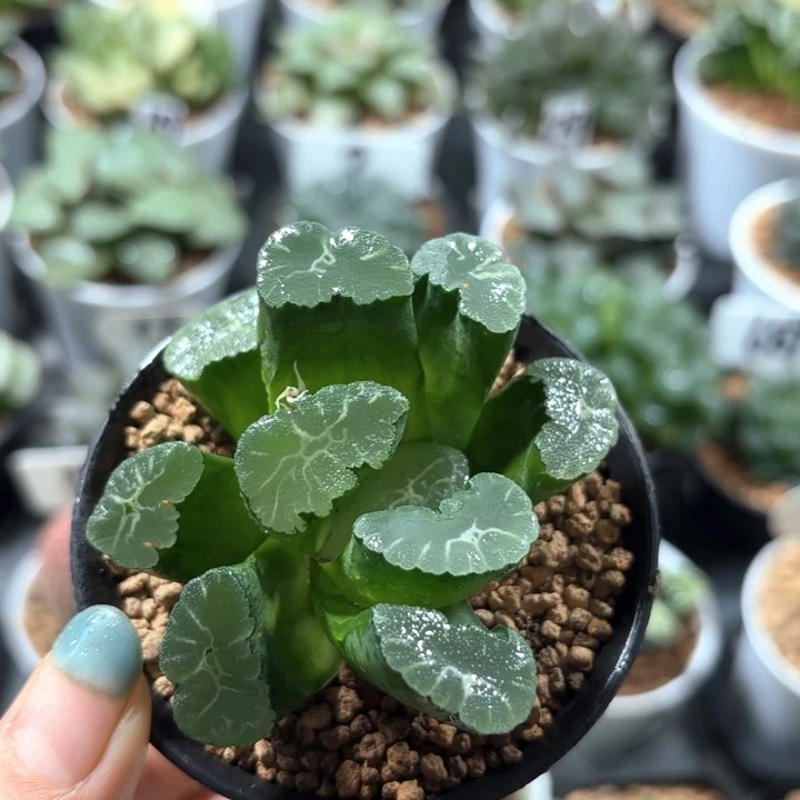 凤凰万象多肉植物