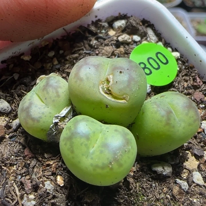 杂交漂亮多肉植物800