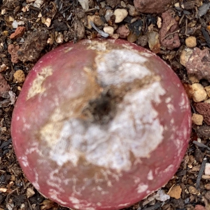 5106母本大灯泡一颗