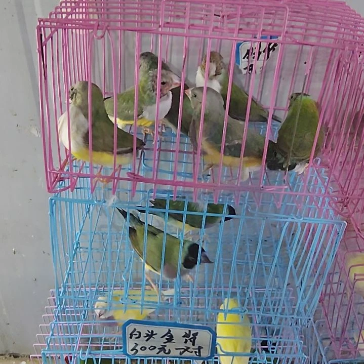 哈***哈文鸟特价3对包活到家收到货拍开箱视频
