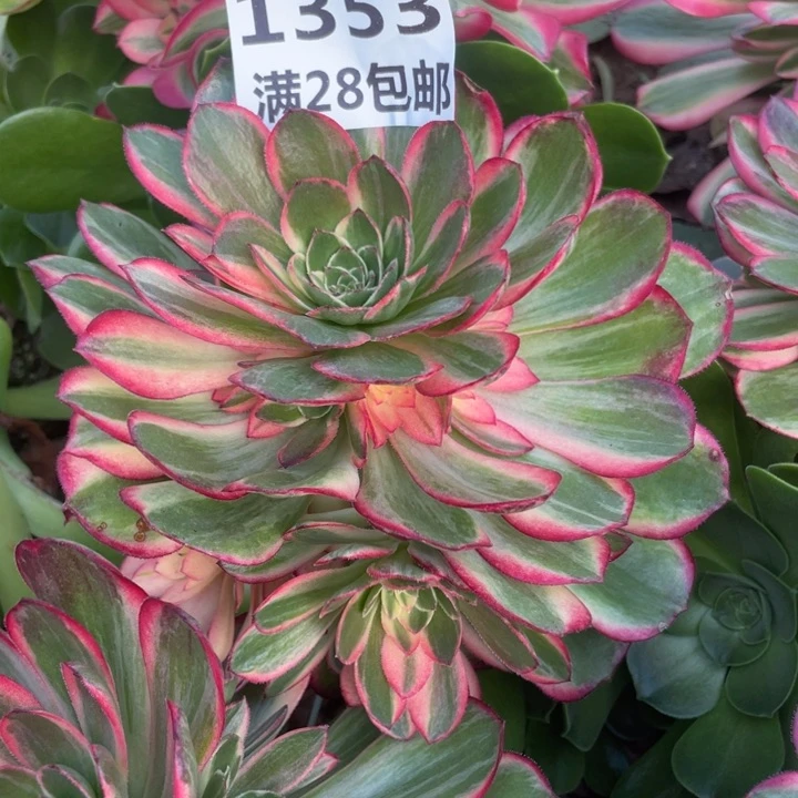 1353三号棚黑膜锦嫁接