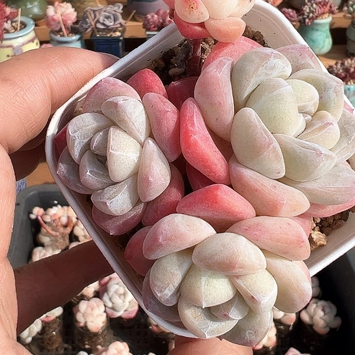 暀*啊尘专拍多肉3透带崽1188