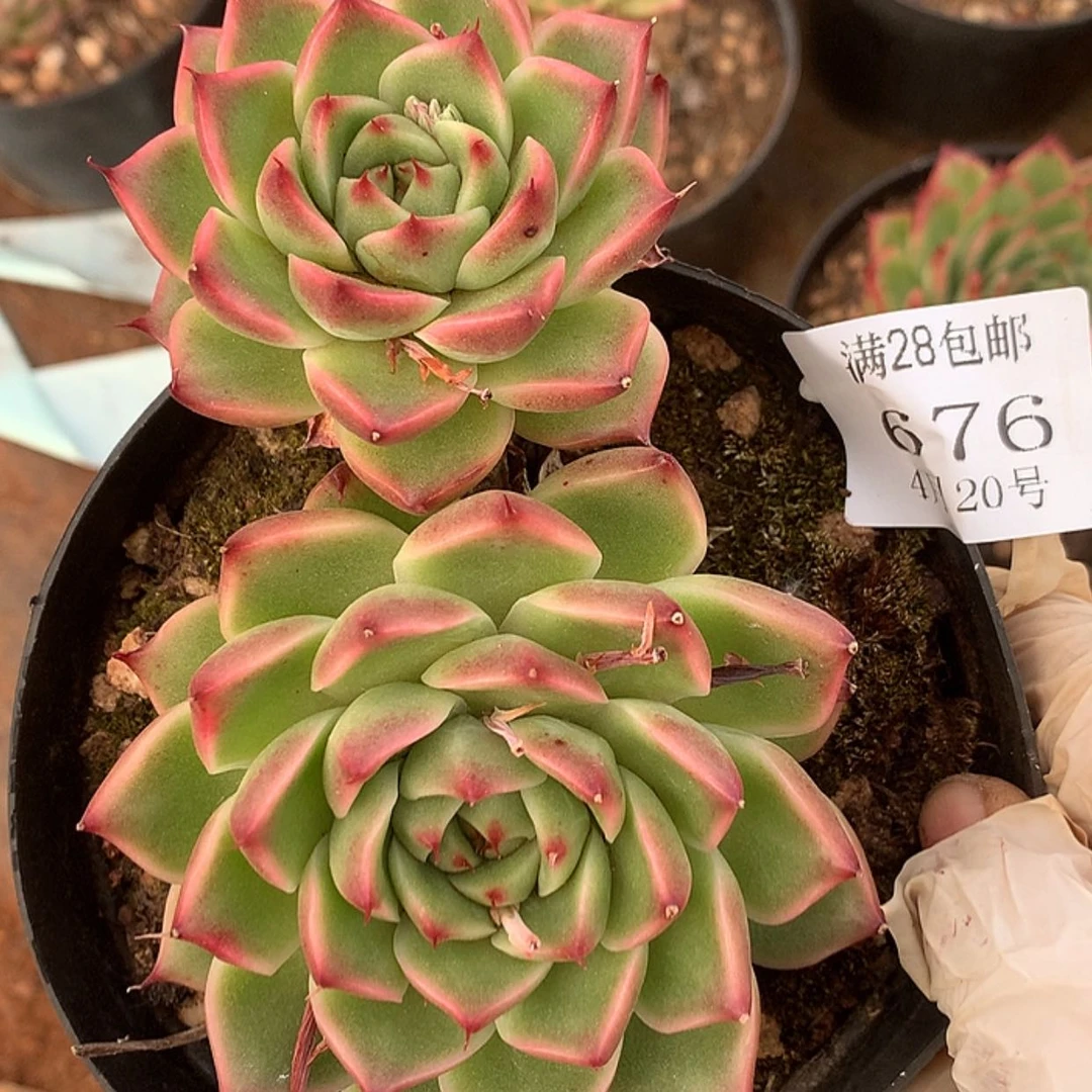 【闪购商品】云676