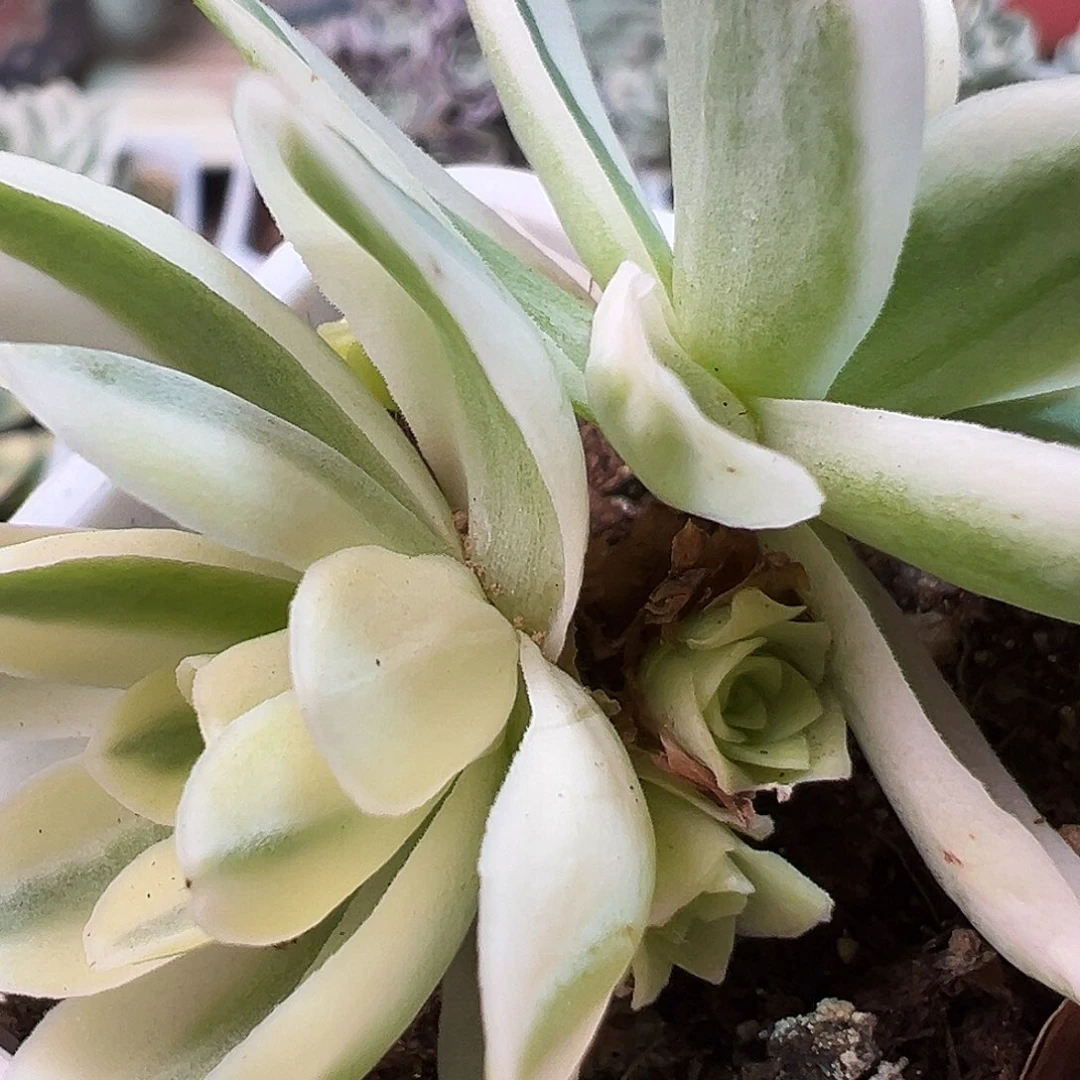 山地玫瑰锦春晓912号