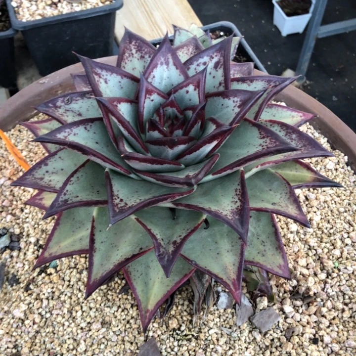 特殊外翻侧芽0000000000014