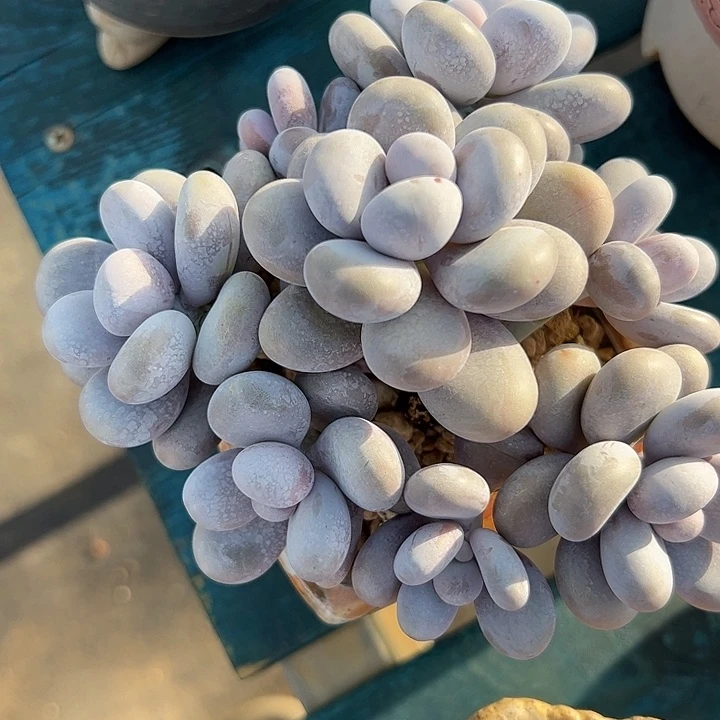 原始奶自然群1111