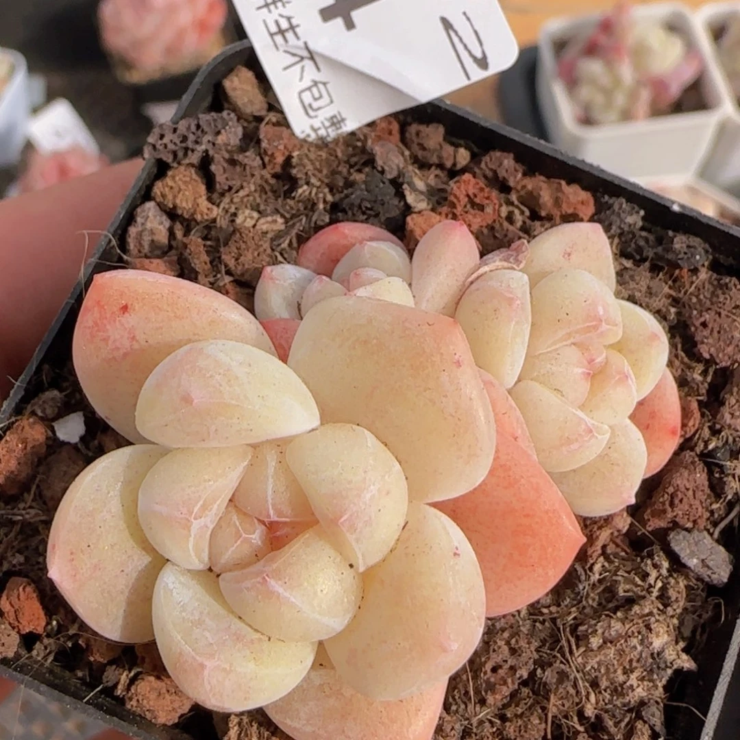 三头糖心冰玉一颗