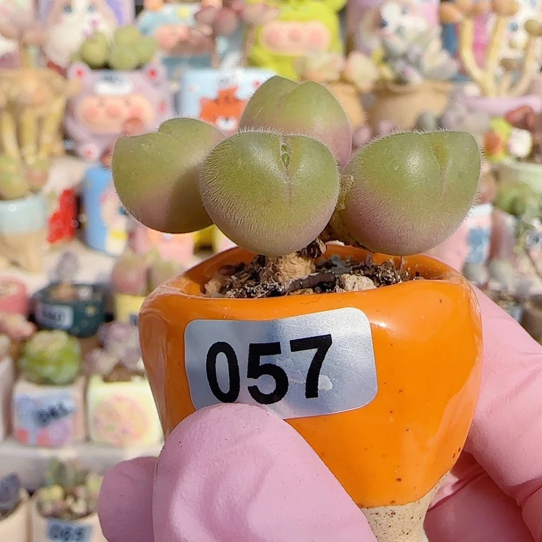 造型彩虹奶 盆口3cm