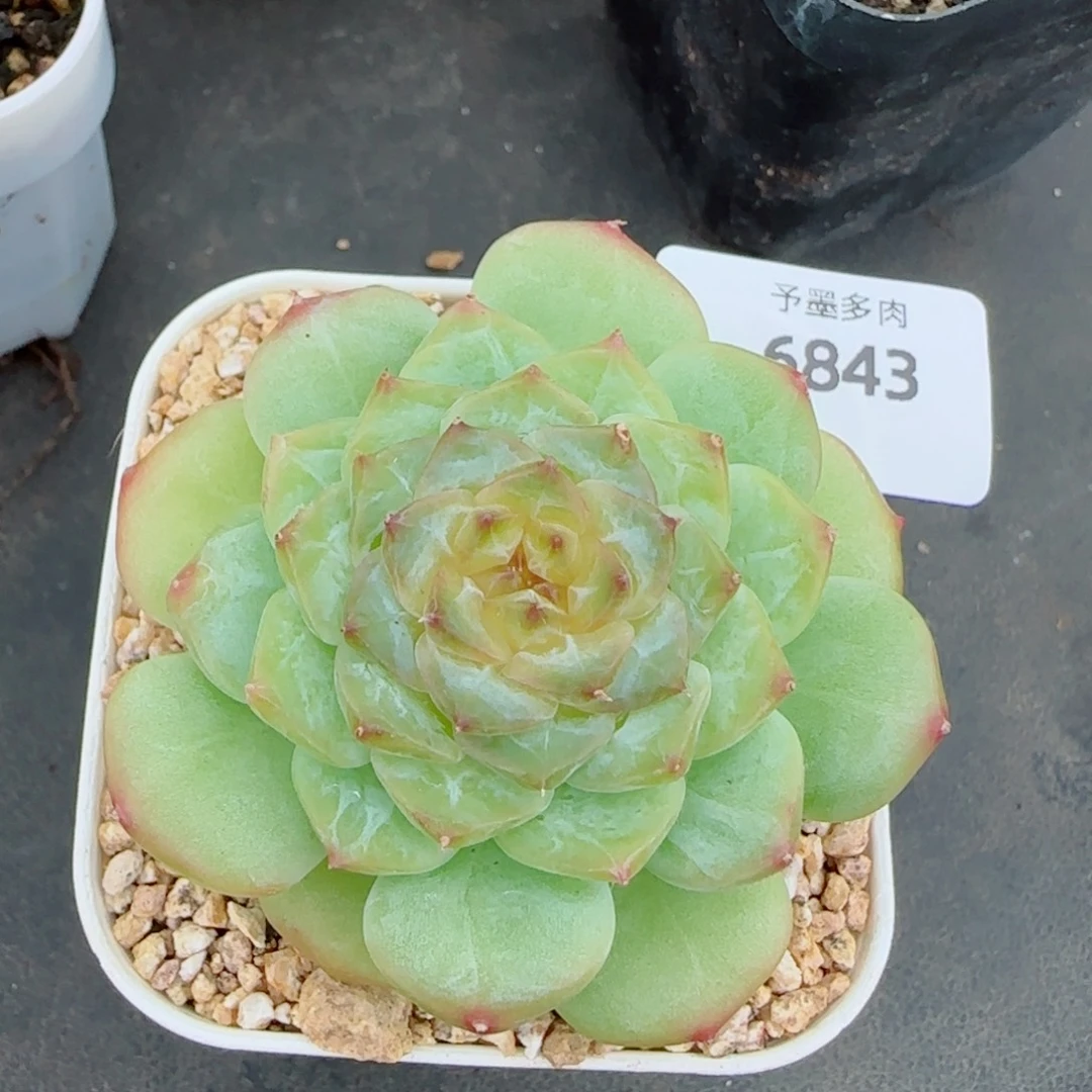 孤品，6843多肉植物