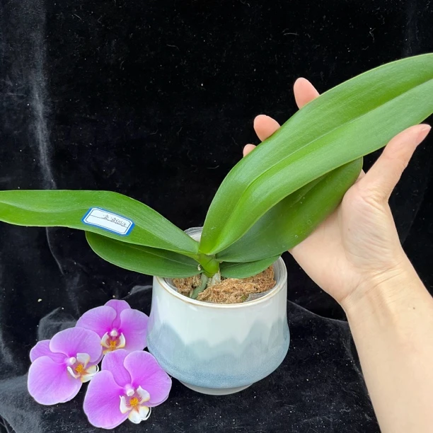 新品蝴蝶兰（成熟苗3寸）无花，新疆包邮