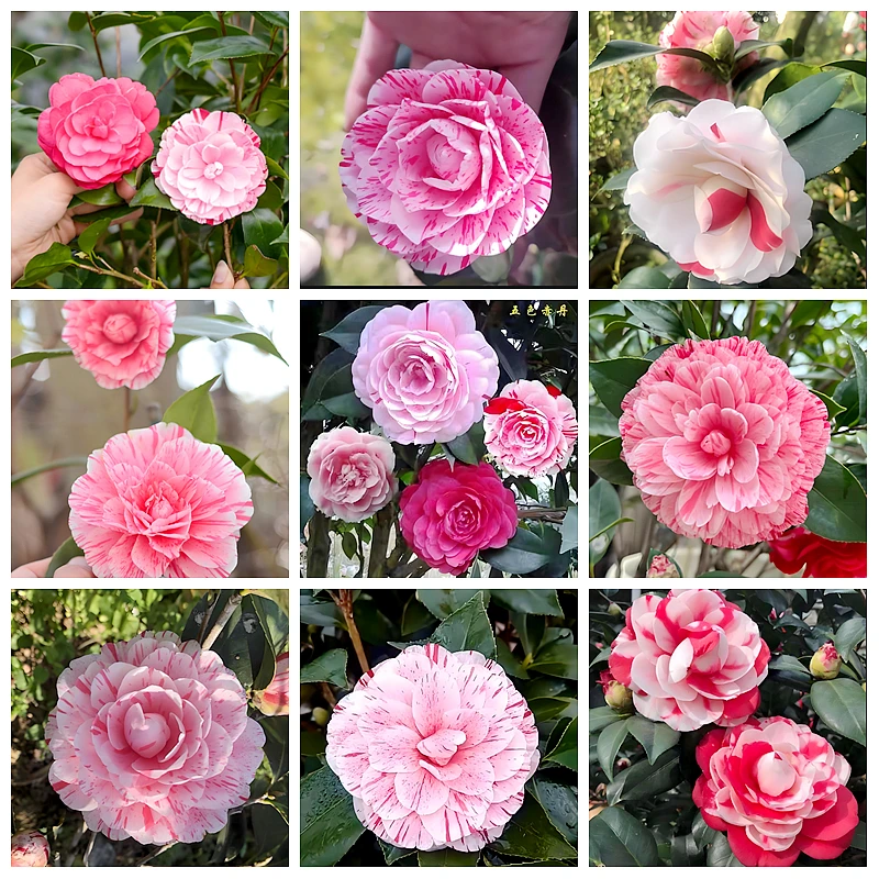 茶花五色赤单丹耐寒 秋冬季节带花苞 多色山茶花树苗四季绿植盆栽