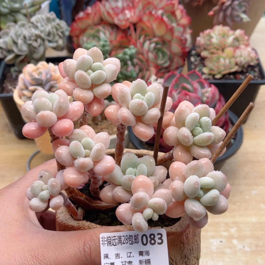 【闪购商品】083粉珍妮