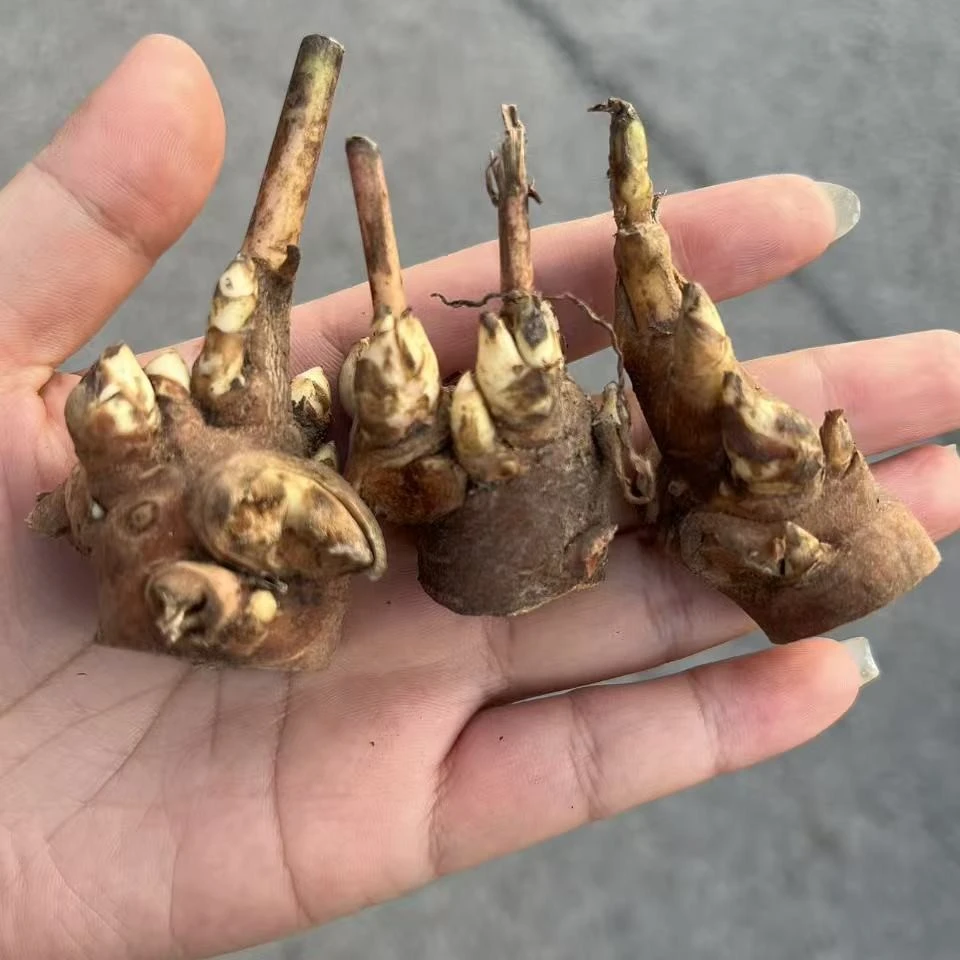 中药材赤芍苗芽头 芍药苗芽 花观赏药用园林基地现挖保证质量