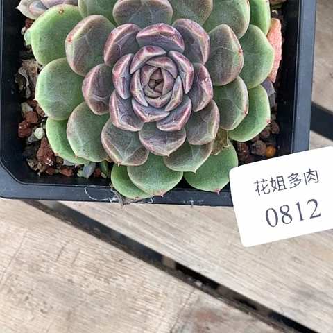 秋***歌0812一颗8888888888