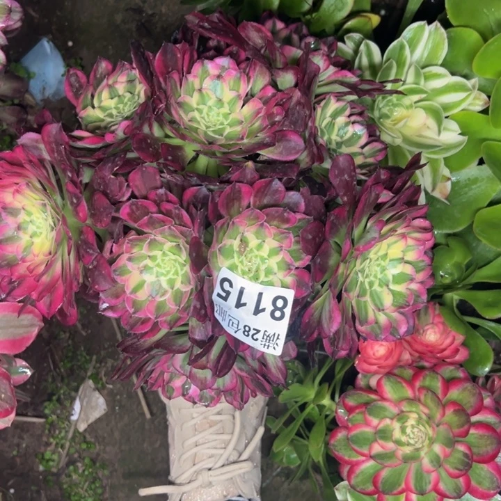 8115天和多肉植物