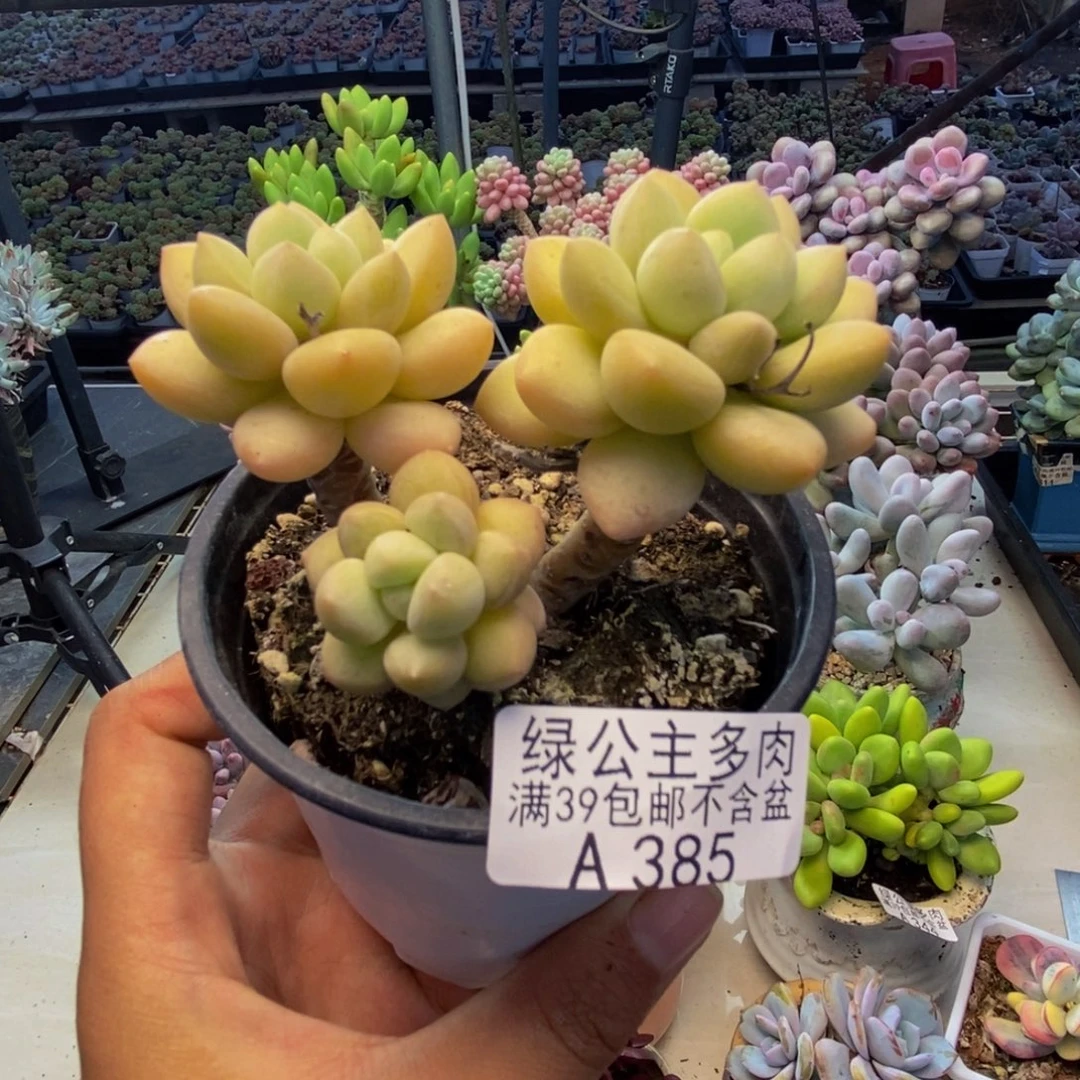 385泡泡糖多肉7cm