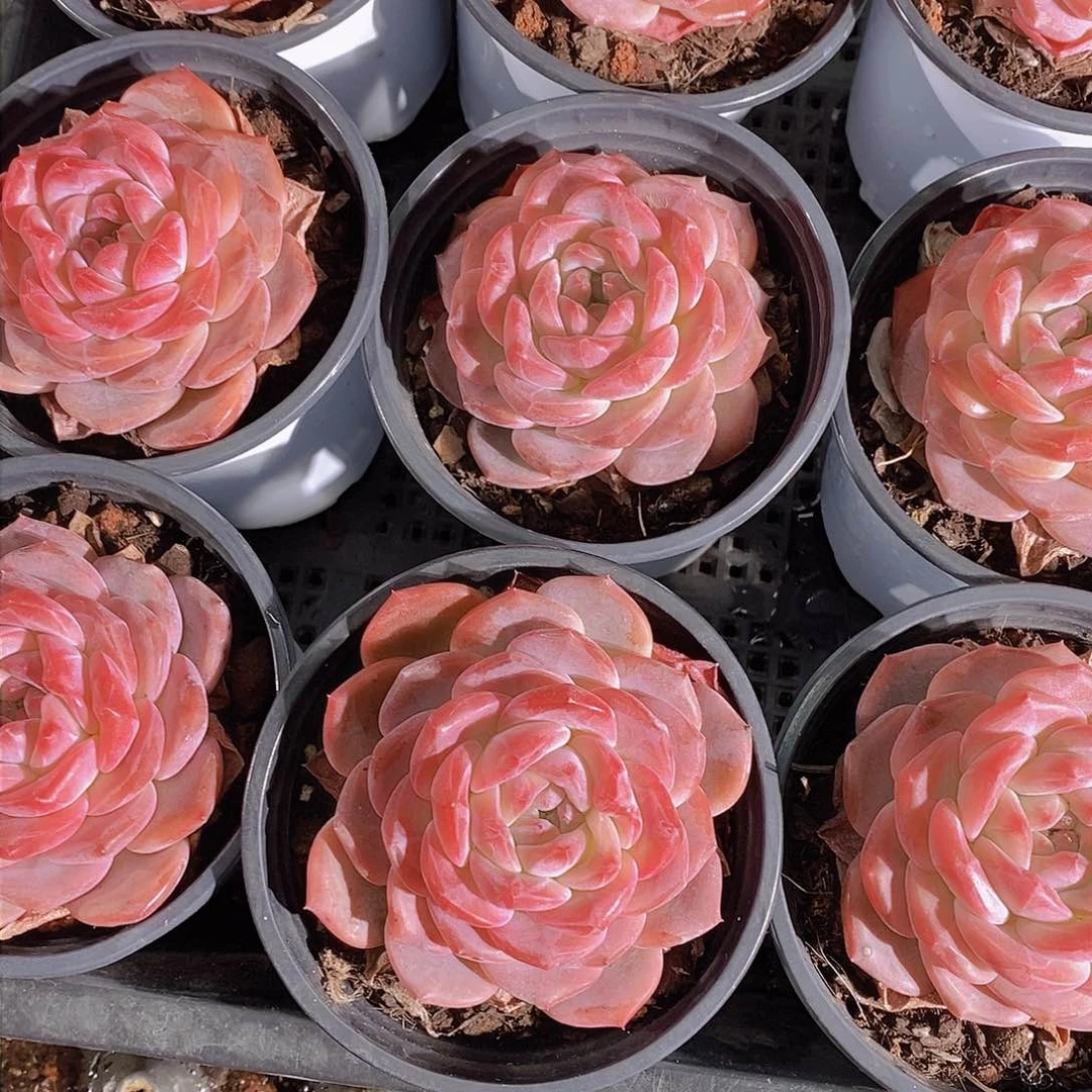 0130-雪芙蓉大单头母本一颗 量拍