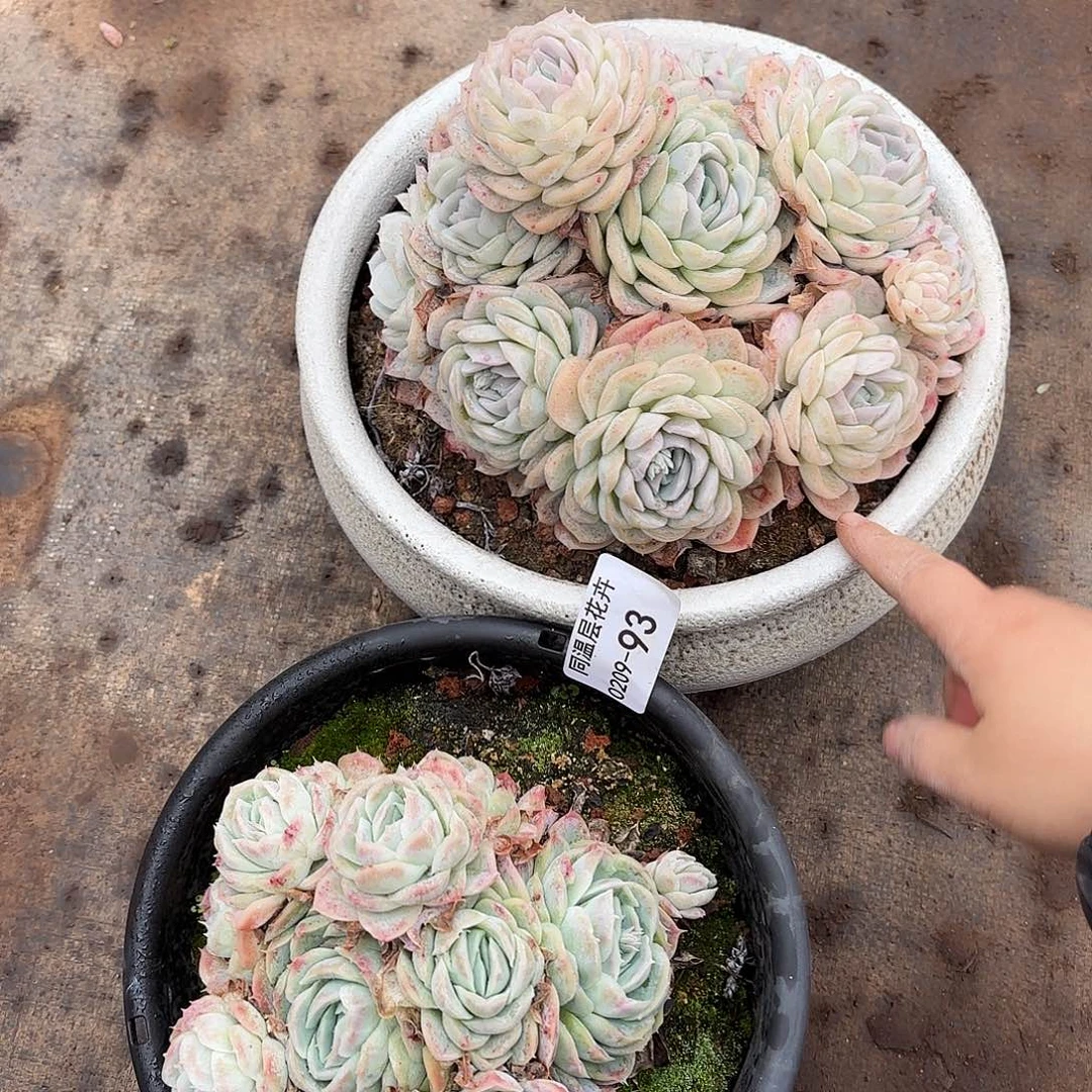 大*儿同温层多肉组合两颗93