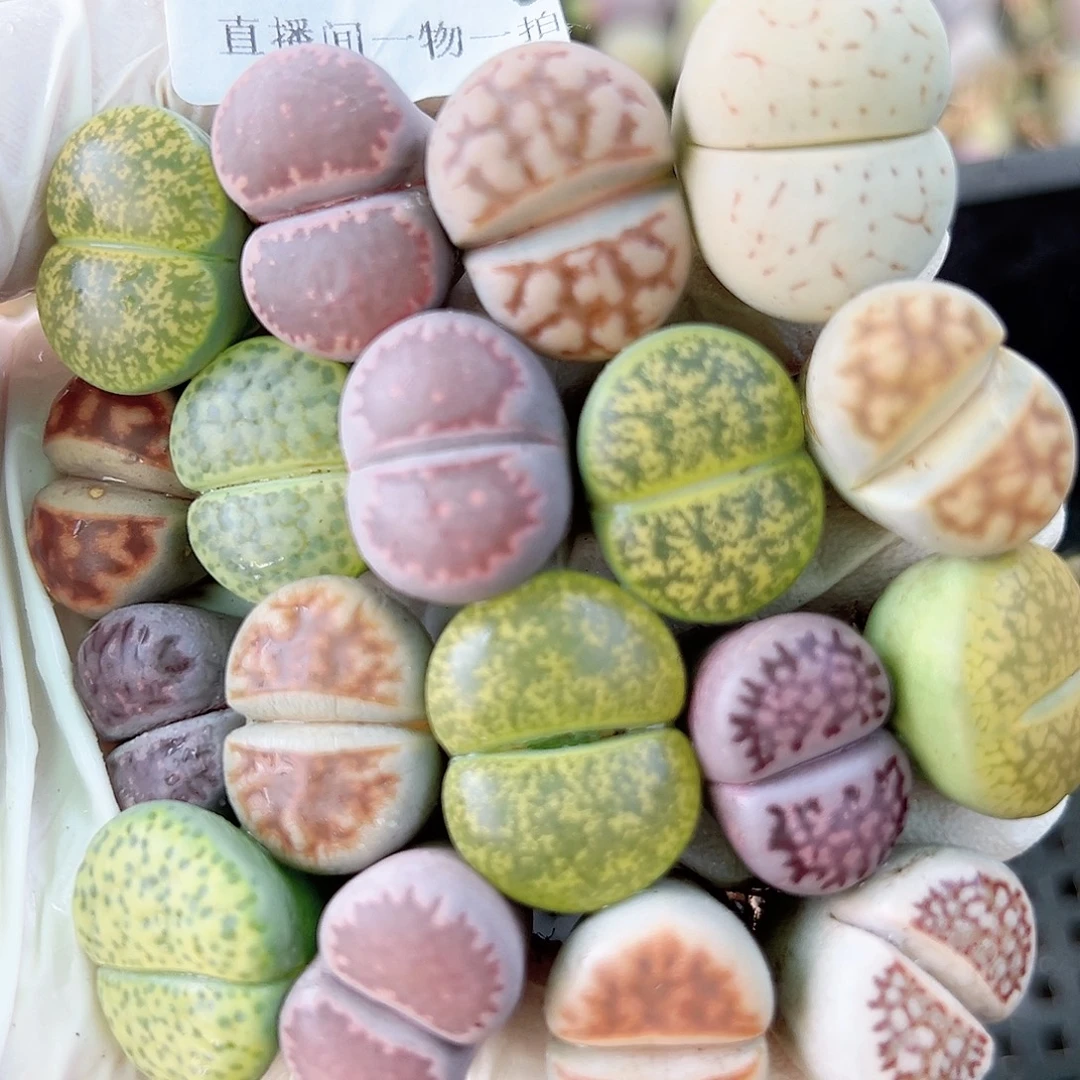 8612 好养易活生石花大母本18个